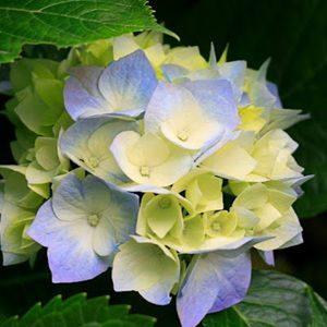 Meet your Posher, Robin